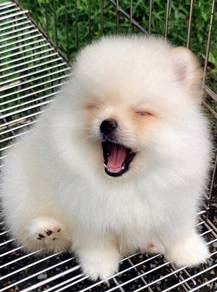 HHHH_200088 funny little tiny Pomeranian puppy