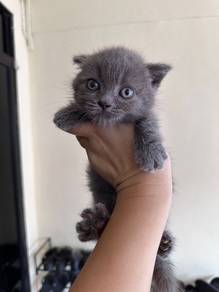 BSH Munchkins