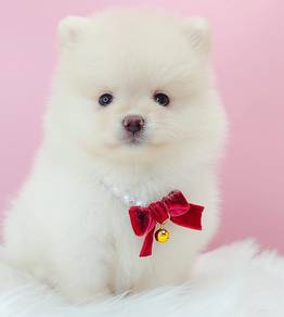 Tiny Pomeranian