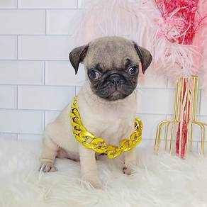 Pug