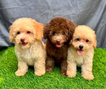 cavapoo puppies 