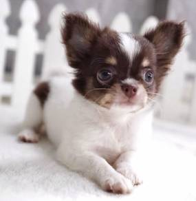 CHIHUAHUA PUPPIES VIP203🌷Head Apple Cute Dog