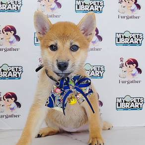 ShiBA INu