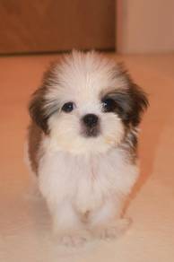 E6 Tiny Shih Tzu Dog