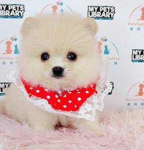 Pomeranian