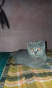 kucing scottish 
