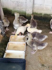 anak angsa tolouse import 