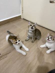 British shorthair
