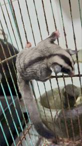 Sugar Glider Baby
