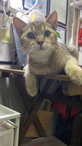 Kucing BSH