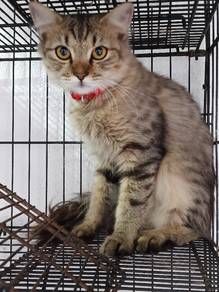 Kucing Free ( jantan )