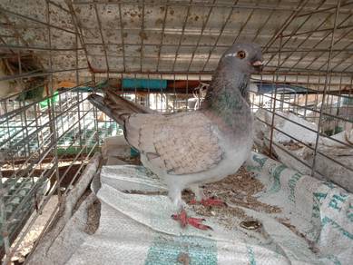 merpati kacuk muncung pendek 