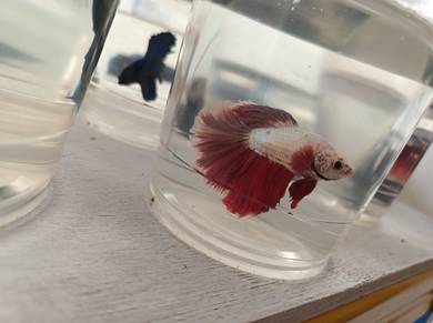 Betta 