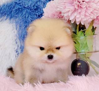 Pomeranian