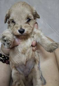 Poodle puppies now open for reservation