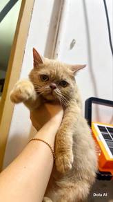 British Shorthair lilac