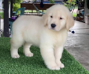 GOLDEN RETRIEVER PUPPIES M808🌻 黃金獵犬 Cream / Gold