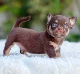 CHIHUAHUA PUPPIES CH250🌷 Head Apple Male