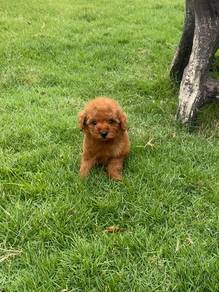 Pure toy poodle puppy