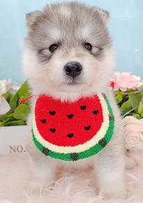 Husky