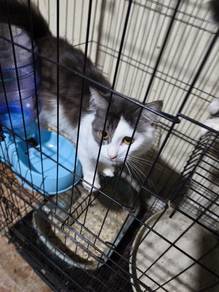 kucing percuma