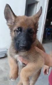 Belgian x German