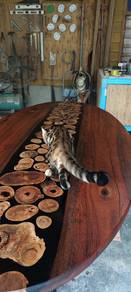 bengal