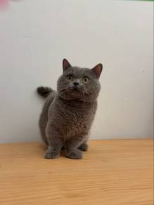 Munchkin Blue Mel