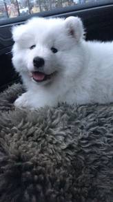 Sunshine Samoyed a snowy white bndle of joy puppy