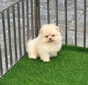 POMERANIAN PUPPIES A201 🌻 Sort of shine Boy Cream