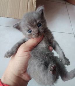 BSH mix KITTEN 