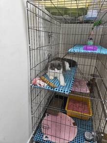 kucing nk jual