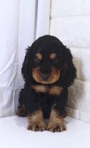 J0518 English Cocker Spaniel Gentle Face Puppy