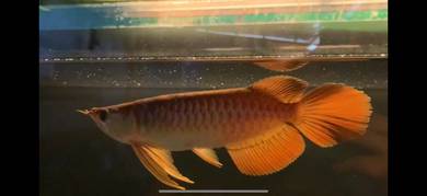 Sepauk arowana
