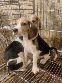 Beagle Female Puppy