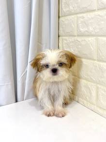 J0232 Shih Tzu Fluffy Baby Face Companion Puppy