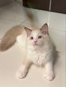 Ragdoll For Rehome
