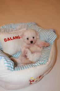 J0911 Bichon Cute Fluffy White Coat Puppy