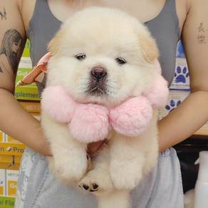 Chow Chow