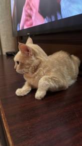 orangey ash tabby cat [jojie]