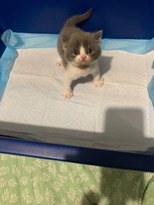 British Short Hair Bicolour Blue Male
