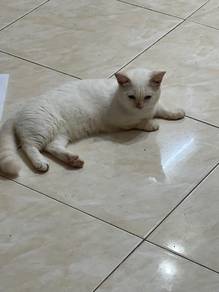 munchkin red point