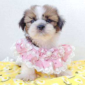 Shih Tzu