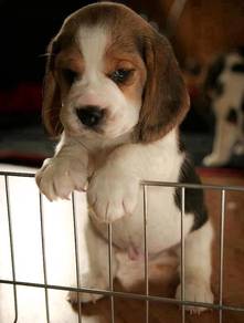 B1643 Dreamy Beagle Charming Curious Nose Puppy Pu