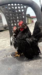 Ayam Serama jantan