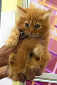 persian