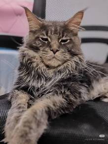 pure mainecoon male