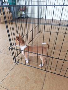 Small 😀 Cute Chi hua hua puppy 吉娃娃 1210C
