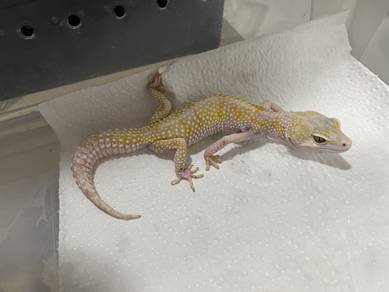 white yellow tremper