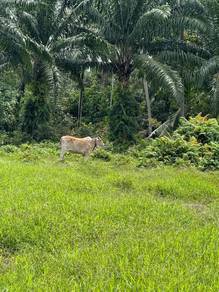 Agricultural Land in Pontian, JHR